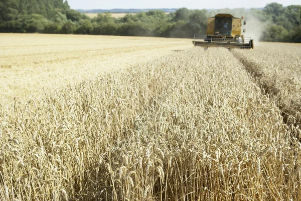 Combineer de oogstmachine die in het veld werkt — Stockfoto