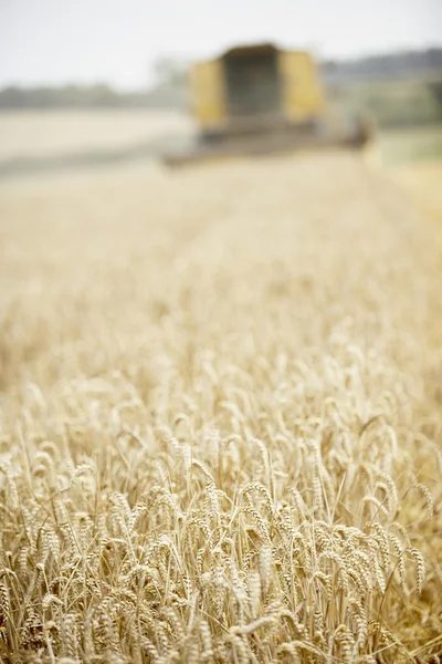 Combinar colheitadeira trabalhando no campo — Fotografia de Stock