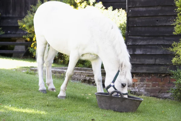 Pony voederen van via — Stockfoto