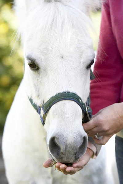 Vrouw Voeding Pony — Stockfoto