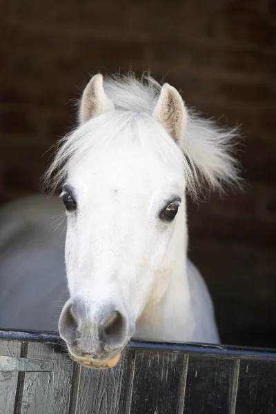 Pony kijkt uit over stabiele deur — Stockfoto