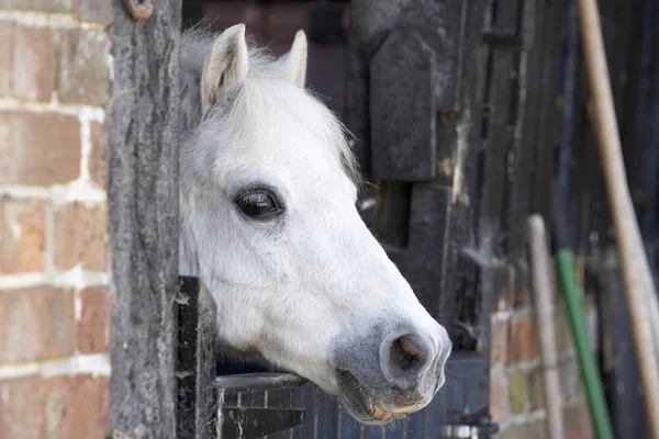 Pony kijkt uit over stabiele deur — Stockfoto