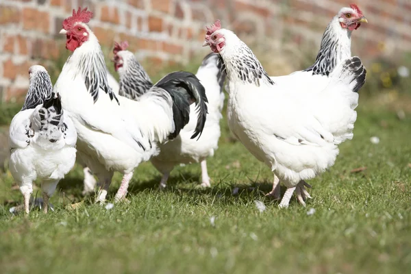 Poultry Farmyard — Stock Photo, Image