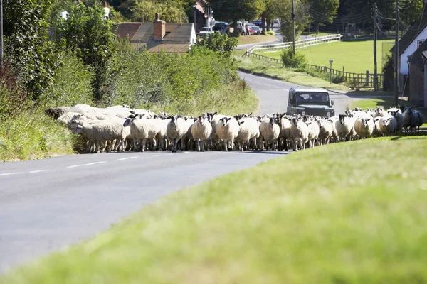 Řízení ovce po venkovské silnici — Stock fotografie