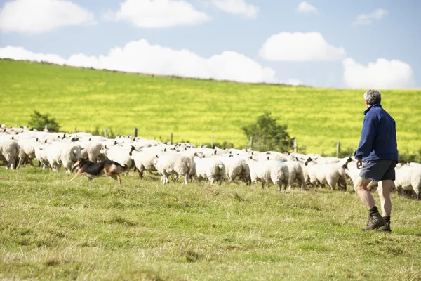 Dva zemědělští dělníci s stádo ovcí — Stock fotografie
