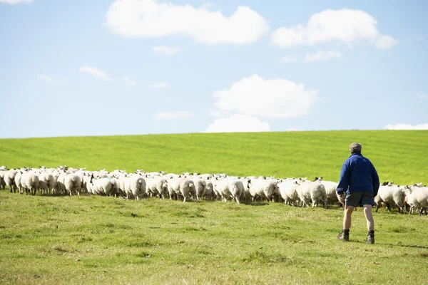 Farm Worker Flock Sheep — Stock Photo, Image