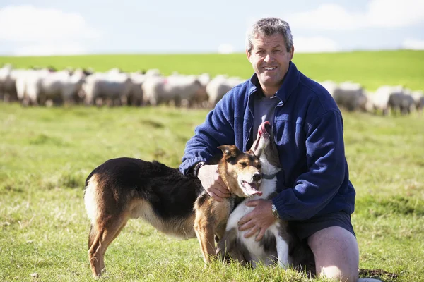 Koyun Sürüsü Ile Çiftlik Işçisi — Stok fotoğraf