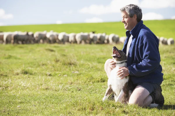 Trabalhador Agrícola Com Rebanho Ovelhas — Fotografia de Stock
