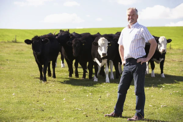 Bedrijfsmedewerker met kudde van koeien — Stockfoto