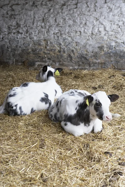 Due vitelli nel fienile — Foto Stock