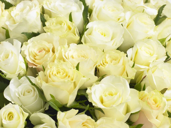 Bunch Cream Roses — Stock Photo, Image