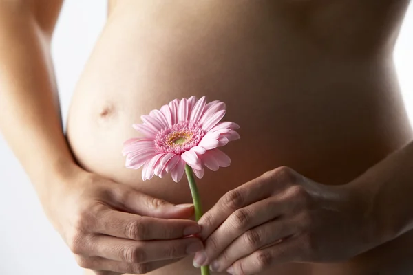 Έγκυος Γυναίκα Που Κρατά Λουλούδι Ζέρμπερα Ροζ — Φωτογραφία Αρχείου