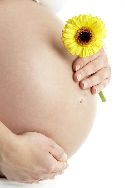 孕妇持黄色非洲菊花卉 — 图库照片