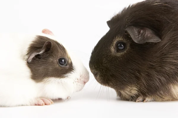 Two Guinea Pigs Against White Background — Stock Photo, Image