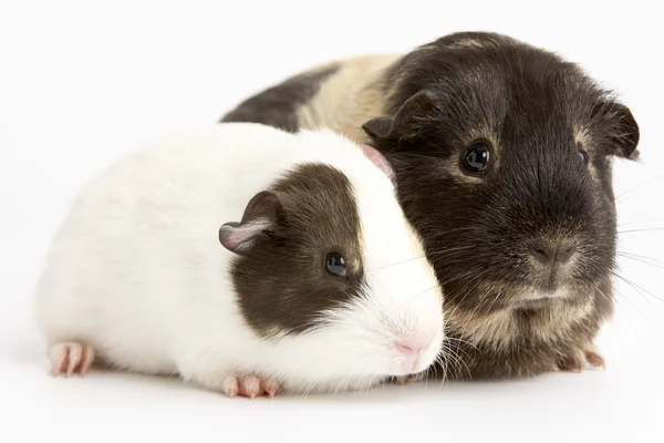 Two Guinea Pigs White Background — Stock Photo, Image