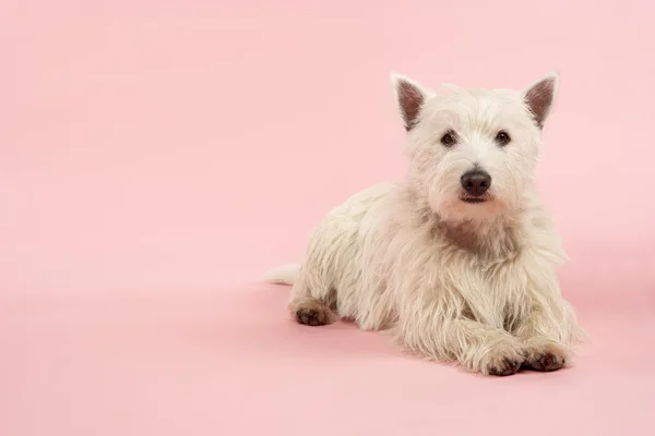 West Highland Terrier Pies Studio — Zdjęcie stockowe