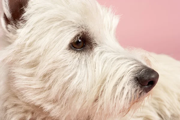 West highland terrier hund i studio — Stockfoto