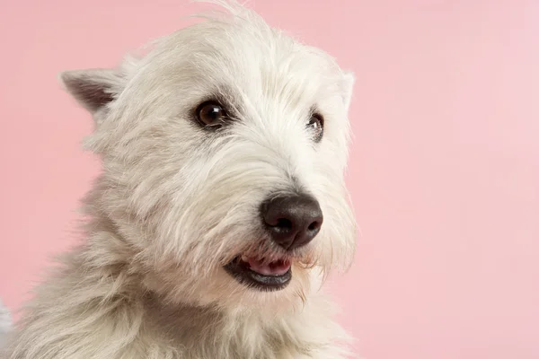 West Highland Terrier Pies Studio — Zdjęcie stockowe