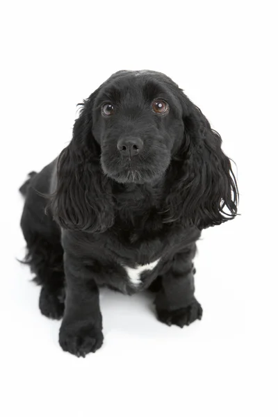 Zwarte spaniel puppy in studio — Stockfoto