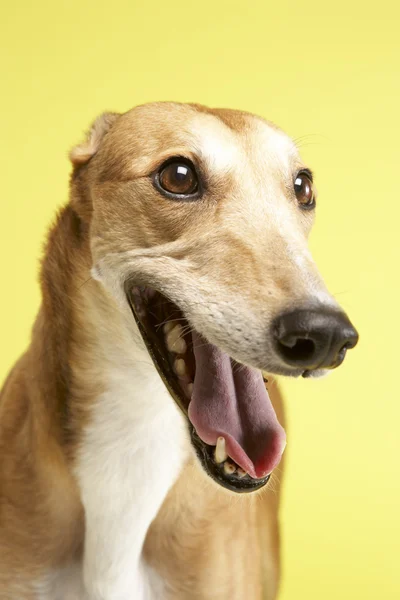 Portrait Of Pet Greyhound — Stock Photo, Image