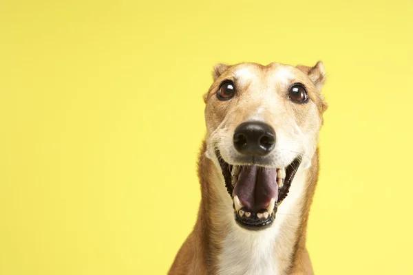 Evde Beslenen Hayvan Greyhound Portresi — Stok fotoğraf