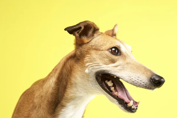 Portrait Chien Greyhound — Photo