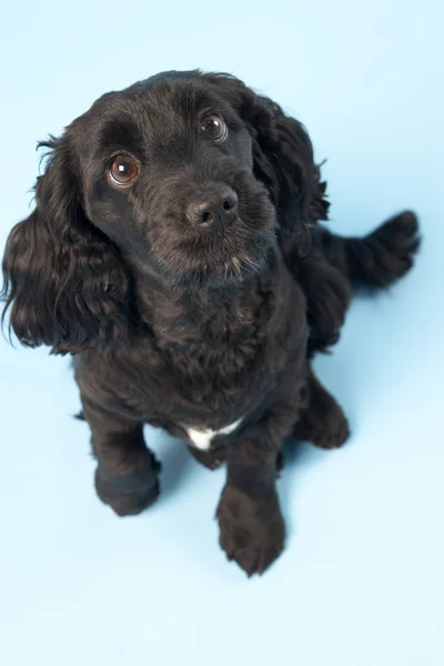 Zwarte spaniel puppy in studio — Stockfoto
