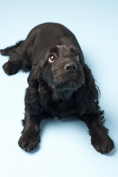 Black Spaniel Puppy Studio — Stock Photo, Image