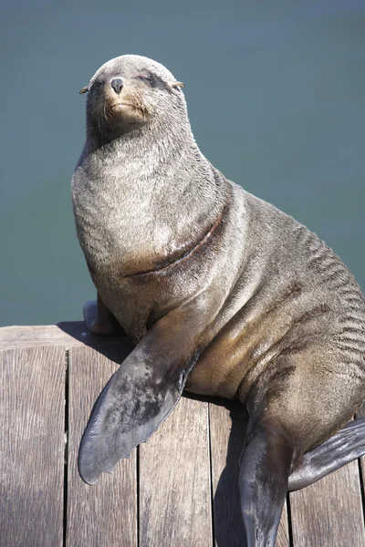 Beautiful fan pose of a gray seal — Stock Photo, Image