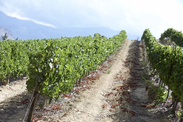 stock image Road through vineyard