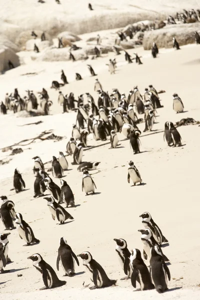 stock image Flock of Adelie penguins, walking along the shoreline