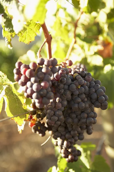 stock image Grapes on the Vine