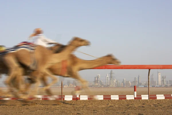 Гонки Верблюдах Дубае — стоковое фото