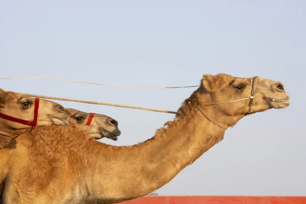Гонки на верблюдах в Дубае — стоковое фото
