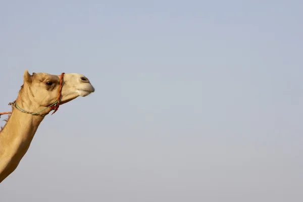 Detail Camel Head — Stock Photo, Image