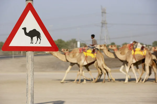 Остерегайтесь верблюжьего знака в Дубае — стоковое фото