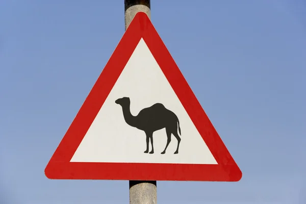 Остерегайтесь Верблюжьего Знака Дубае — стоковое фото