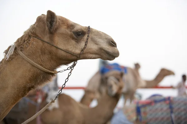 Corrida Camelos Dubai — Fotografia de Stock