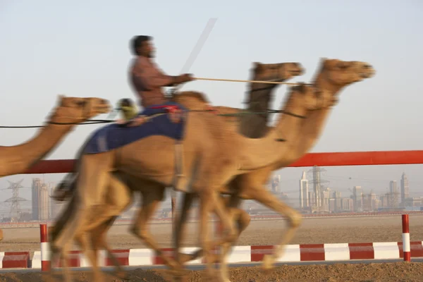 Camel Wyścigowych Dubaju — Zdjęcie stockowe