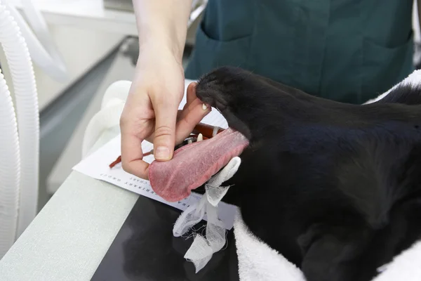Veterinaria operando en perro — Foto de Stock