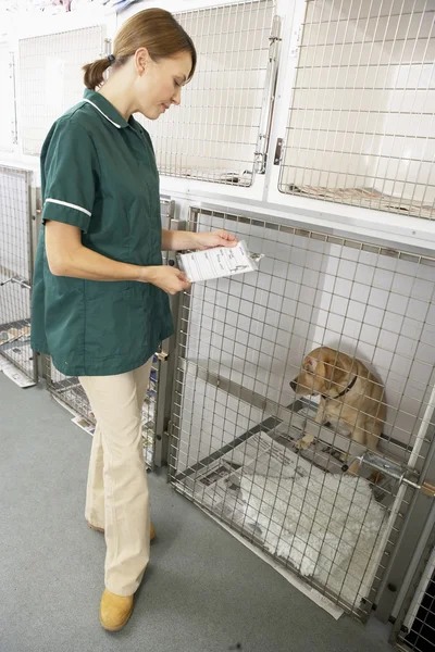 Tierärztin überprüft kranke Tiere in Boxen — Stockfoto