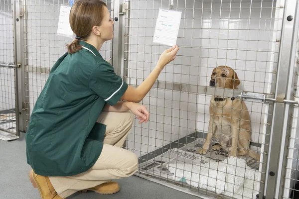 Enfermera veterinaria revisando animales enfermos en plumas — Foto de Stock