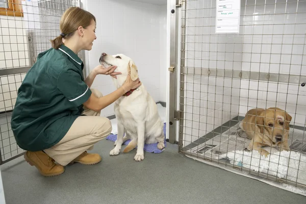 Vetinary sjuksköterska kontrollera sjuka djur i pennor — Stockfoto