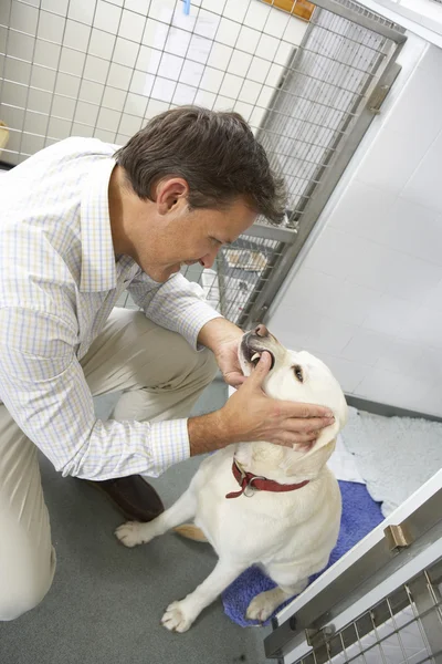 Veterinario Checking Dog Pen — Foto Stock