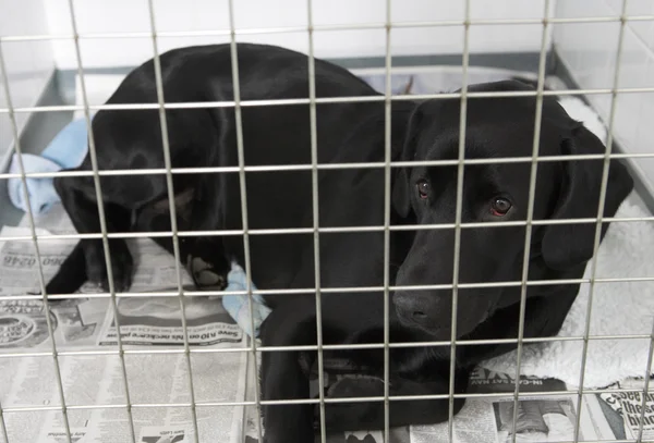 Cão recuperando em canis do veterinário — Fotografia de Stock