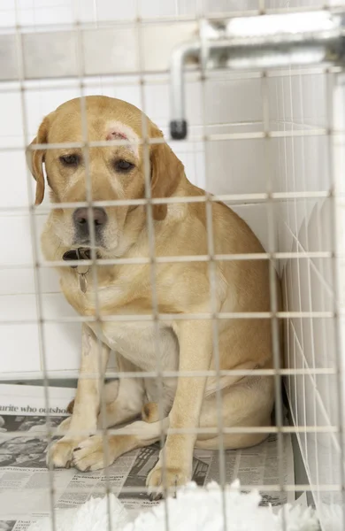 Hond Herstellen Beroepsonderwijs Opleiding Kennels — Stockfoto