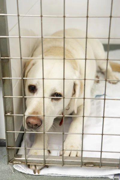 Hund återhämtar sig på veterinären kennlar — Stockfoto
