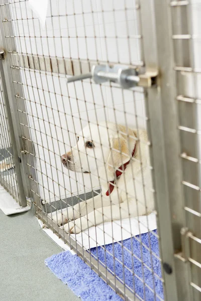 Собака Відновлюється Ветеринарних Кеннелах — стокове фото