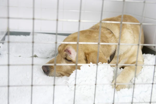 Cão Recuperando Canis Veterinário — Fotografia de Stock