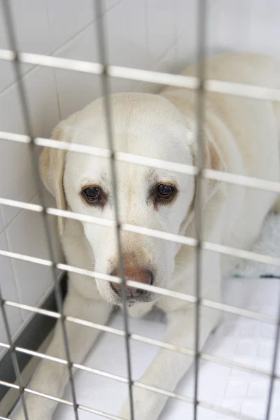 Perro recuperándose en Vet 's Kennels — Foto de Stock